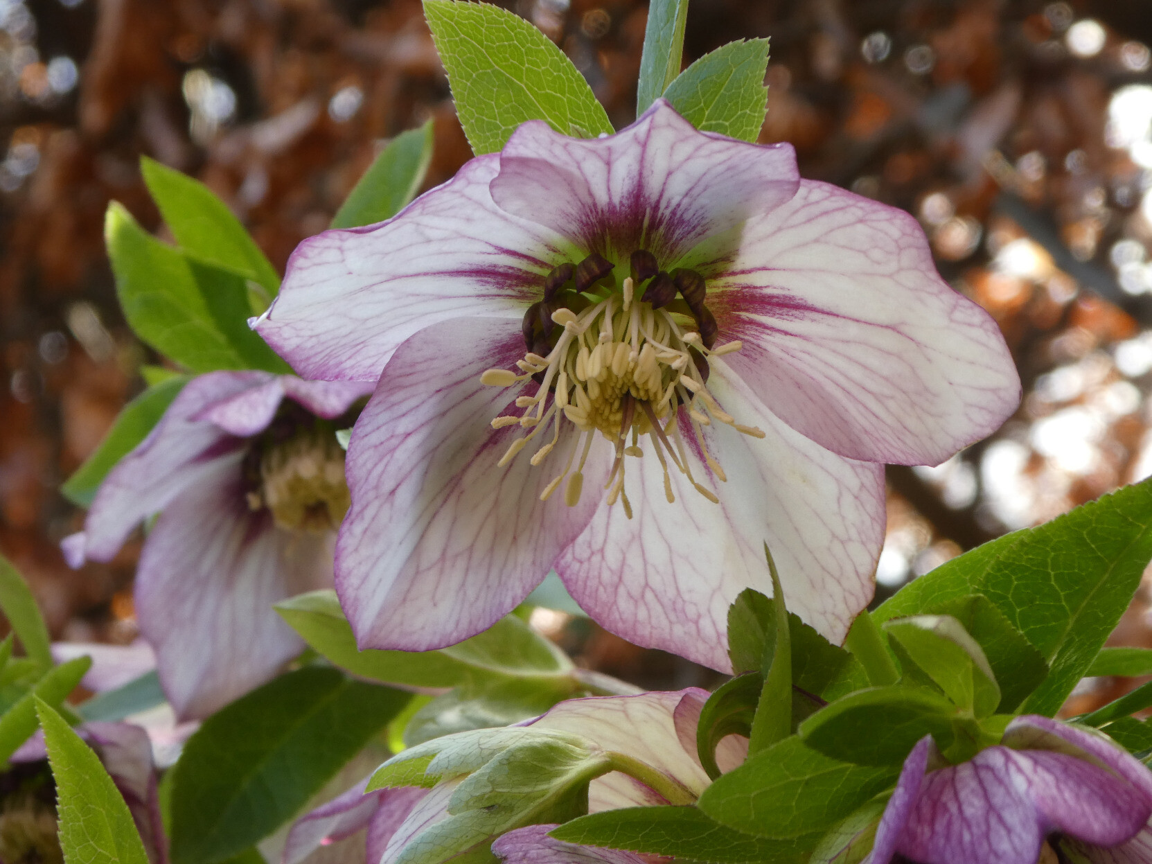 A single flower of the hellebore, which is white with pink veins on the petals.